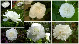 Rosenv.webp