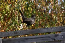 amsel.webp