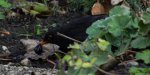 Amsel mit Traube 24.11..jpg