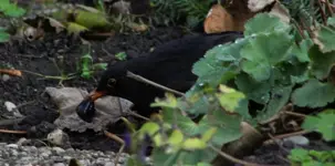 Amsel mit Traube 24.11..webp