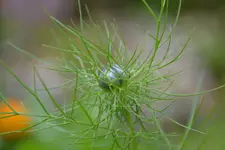 Jungfer im Grünen_25967.webp