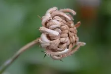 Samen_36594.webp