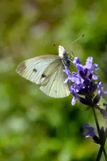 Schmetterling_16406.webp