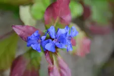 Blau_00001.webp