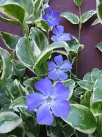 Blau_00002.webp