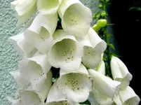 IMG_1172 v.webp