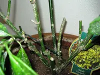 IMG_0133.webp