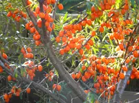 DSCN0992.webp
