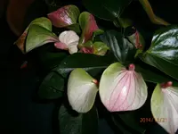PB211936.webp