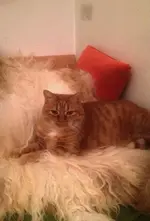 Luckyyaehh.webp