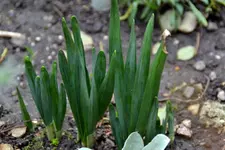 Narzissen_38019.webp