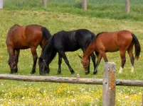 Pferde14-05-2011-160.webp