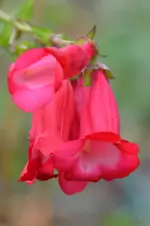 Bartfaden_38147.webp