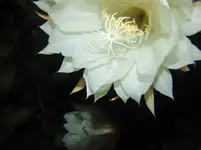 Blüte1.webp