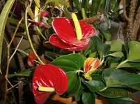 PA161804.webp