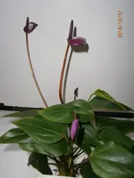 PA171770.webp