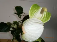 PA171785.webp