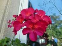 CIMG0027.webp
