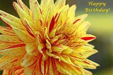 Dahlie_gelb_rot.webp