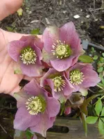 CIMG5384.webp