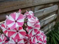 CIMG7859.webp