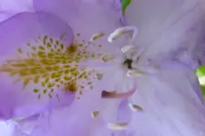 P1010617.webp
