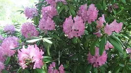 050.webp