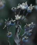 Samenstand Ballonblume 141122.webp
