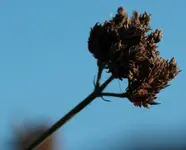 Samenstand Verbene 141122.webp