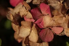 verbluehte Hortensie 141122.webp