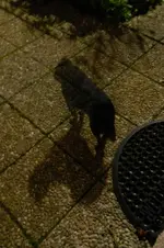 DSCN2638a.webp