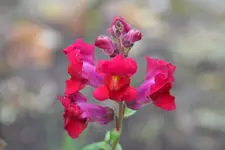Löwenmäulchen_38145.webp