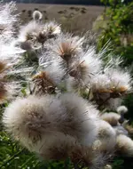 white (35).webp