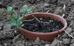 cotoneaster.webp