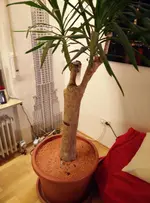 Palme.webp