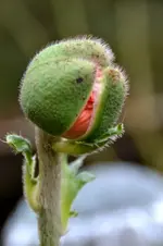 Mohn_37982.webp