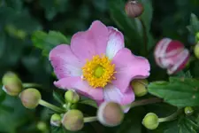 Rosa_00001.webp