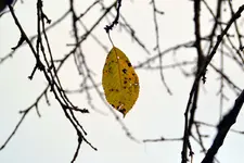 DSC_3596_37807.webp