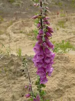 Blume3.webp