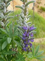 Blume4.webp