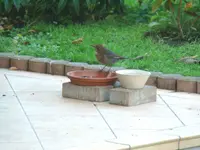2014-11-28 Brunhilde.webp