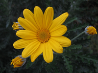 Blüte 29.11.14.webp