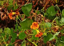 Kresse nach erstem Frost_morbider Charme_900.webp