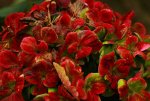 Hortensie_Magical_Coral_blau_Winterlaub_rot_morbider Charme_640.JPG