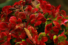 Hortensie_Magical_Coral_blau_Winterlaub_rot_morbider Charme_640.webp