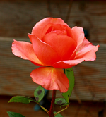 letzte Blüte_orange_Fantasia Mondiale_600.webp