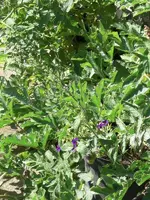 CIMG9948.webp
