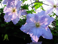 blue angel im juni.webp
