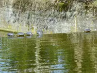 Mai2011 015.webp