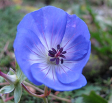 Azure rush 29.11.14.webp
